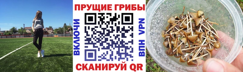 где найти   Шацк  Псилоцибиновые грибы Psilocybe 